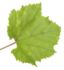 Green grape leaf. isolated on white background