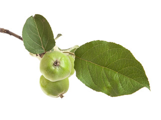 apple-tree branch with unripe green apples. isolated on white ba