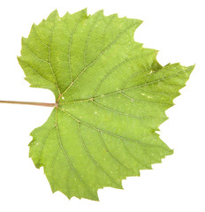 Green grape leaf. isolated on white background