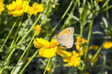 Butterfly on a floret