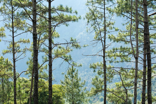 Tall pine trees on high mountain