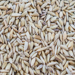 Brown paddy rice