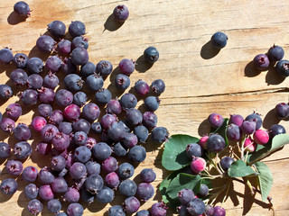 Fruit and leaves of Amelanchier ovalis on a light wooden table