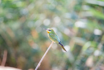 Blue Cheecked Bee Eater Bird