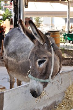 Burro comiendo