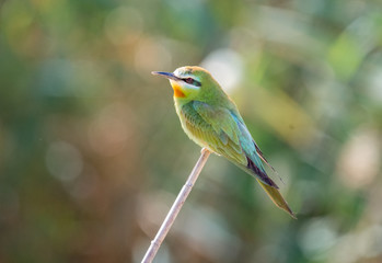 Blue Cheecked Bee Eater Bird