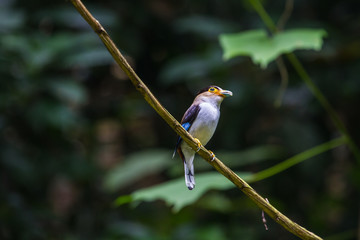 colorful bird Silver-breasted broadbil