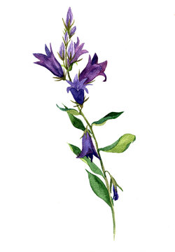watercolor drawing blue bell flowers