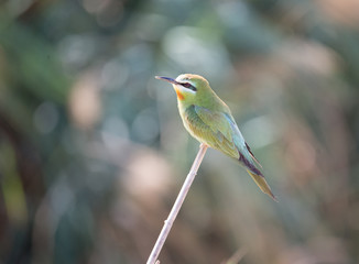 Blue Cheecked Bee Eater Bird