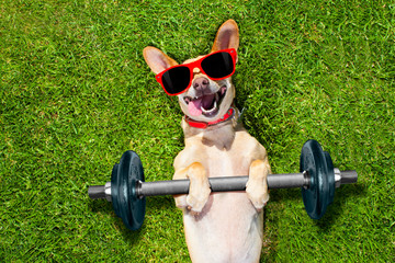 personal trainer sport fitness dog