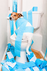 dog on toilet seat