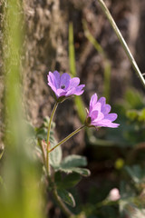 An der Mauer.. | ..At the Wall