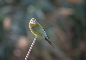 Blue Cheecked Bee Eater Bird