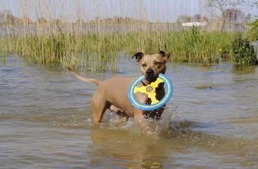 Fototapeten Blije speelse hond, Amerikaanse Staffordshire terrier, rent in water met frisbee © monicaclick