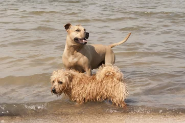 Fototapeten Blije honden spelen op het strand in het water © monicaclick