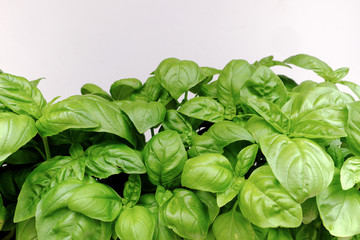 Basilica on a white background