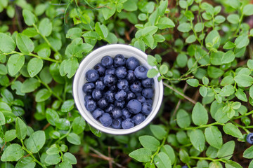 Cup of blueberries in forest