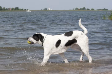 Foto auf Acrylglas Blije hond speelt in het water met tennisbal © monicaclick