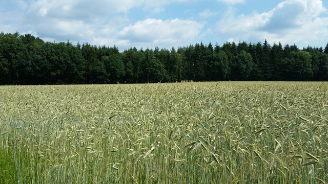 Feld mit Wintergerste in Naturlandschaft