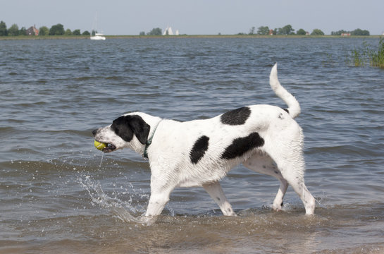 Blije hond speelt in het water met tennisbal