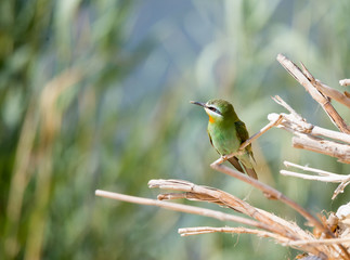 Blue Cheecked Bee Eater Bird