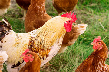 Rooster with chickens