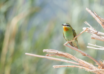 Blue Cheecked Bee Eater Bird