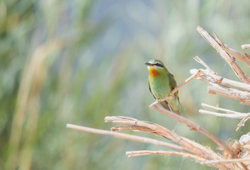 Blue Cheecked Bee Eater Bird