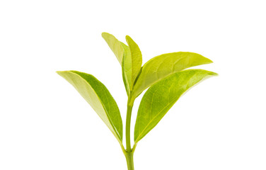 Green tea leaves isolated