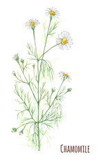 chamomile, daisy flowers and leaves, bouquet, watercolor painting, realistic illustration on white background