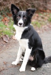 Black and white Border Collie puppy