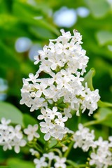 flowering branch of lilac
