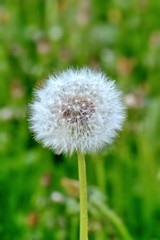 fluffy white dandelion