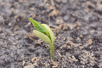 little sprout, macro