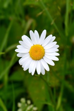 bright white daisy