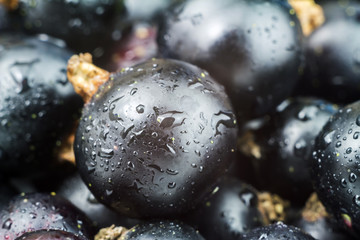 Black ripe currant with water drops, fruit background, macro shot