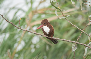 Colourful White Throated KingFisher