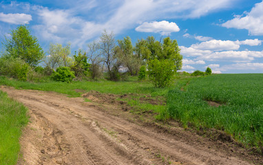Fototapeta na wymiar Spring landscape with earth road on the edge of green wheat field in central Ukraine