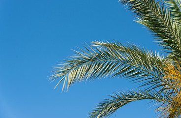 Obraz na płótnie Canvas branches of palm trees against the blue sky