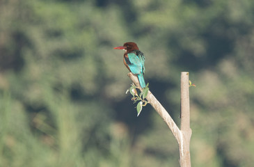 Colourful White Throated KingFisher