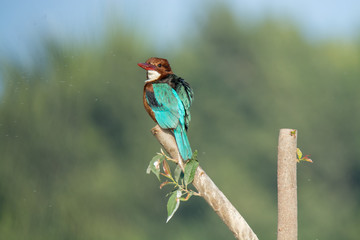 Colourful White Throated KingFisher