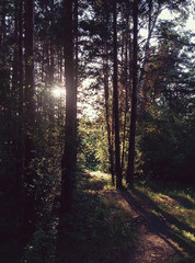 Sunset in the forest at warm weather on the routpath