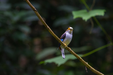 colorful bird Silver-breasted broadbil