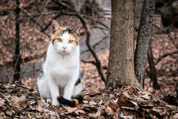Naklejka na ściany i meble Three Color Cat Wandering at Central Park, New York