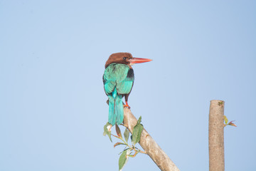 Colourful White Throated KingFisher