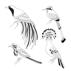 Set of tropical birds hand draw on a white background.