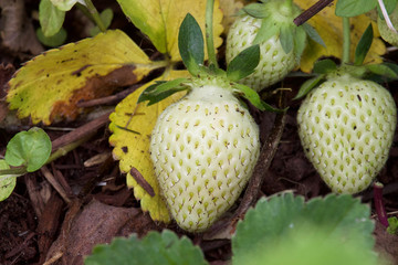 White Strawberries