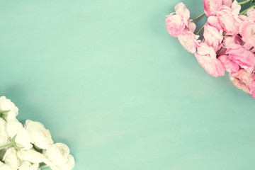 Pink and white ranunculus flowers