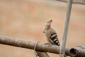Eurasian Hoopoe © AhmedElSheikh