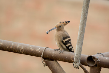 Eurasian Hoopoe